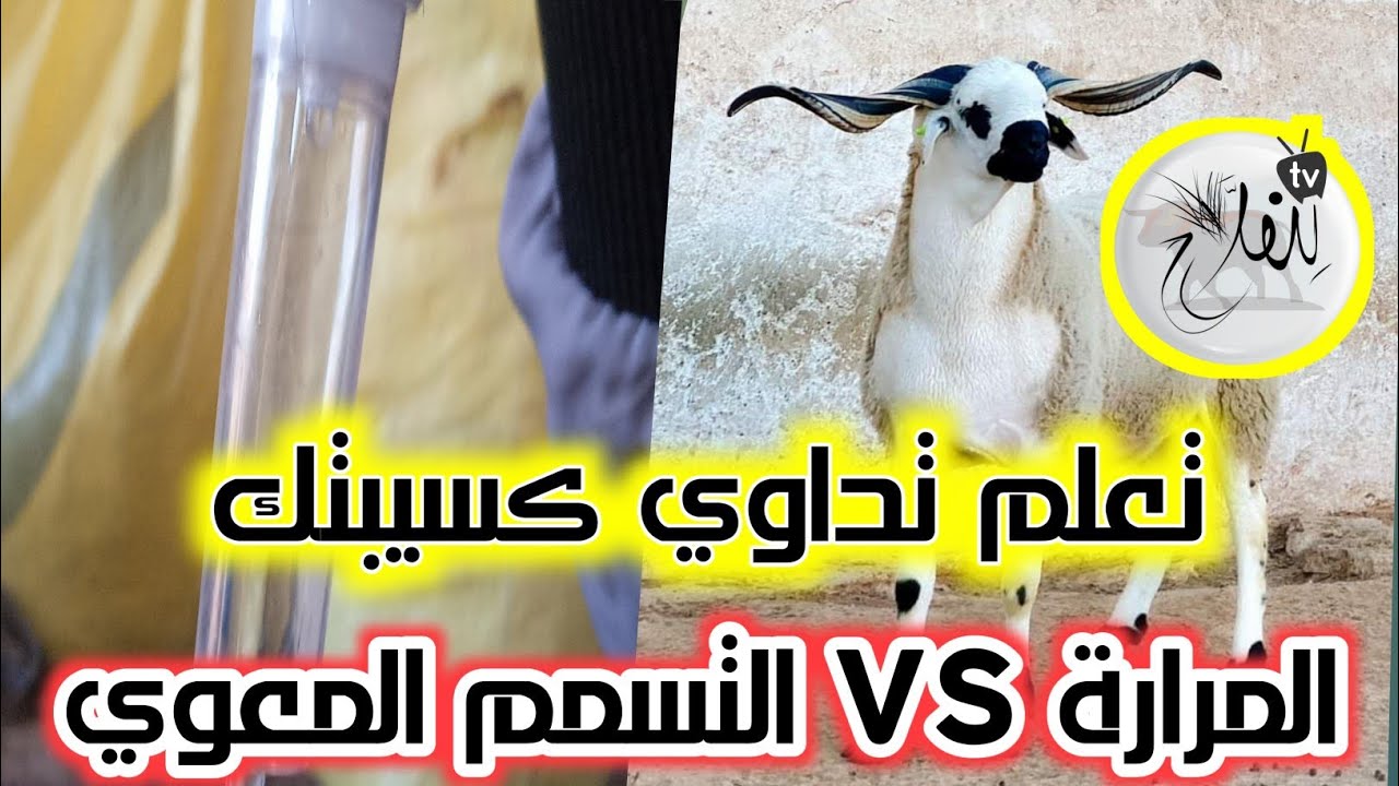 مرض المرارة واش خاصك تجلب او تعطي الخل البيطري 3 أيام الجواب فالفيديو