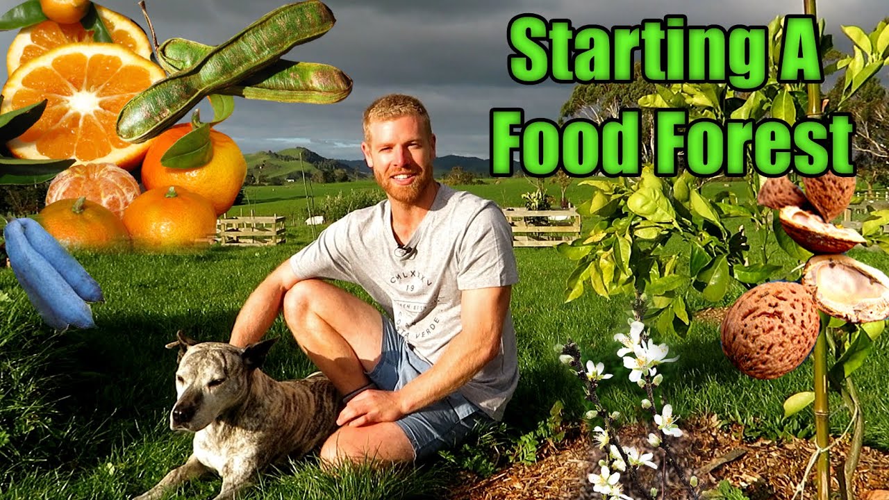 Starting Our Food Forest, Vege Gardens & MORE!