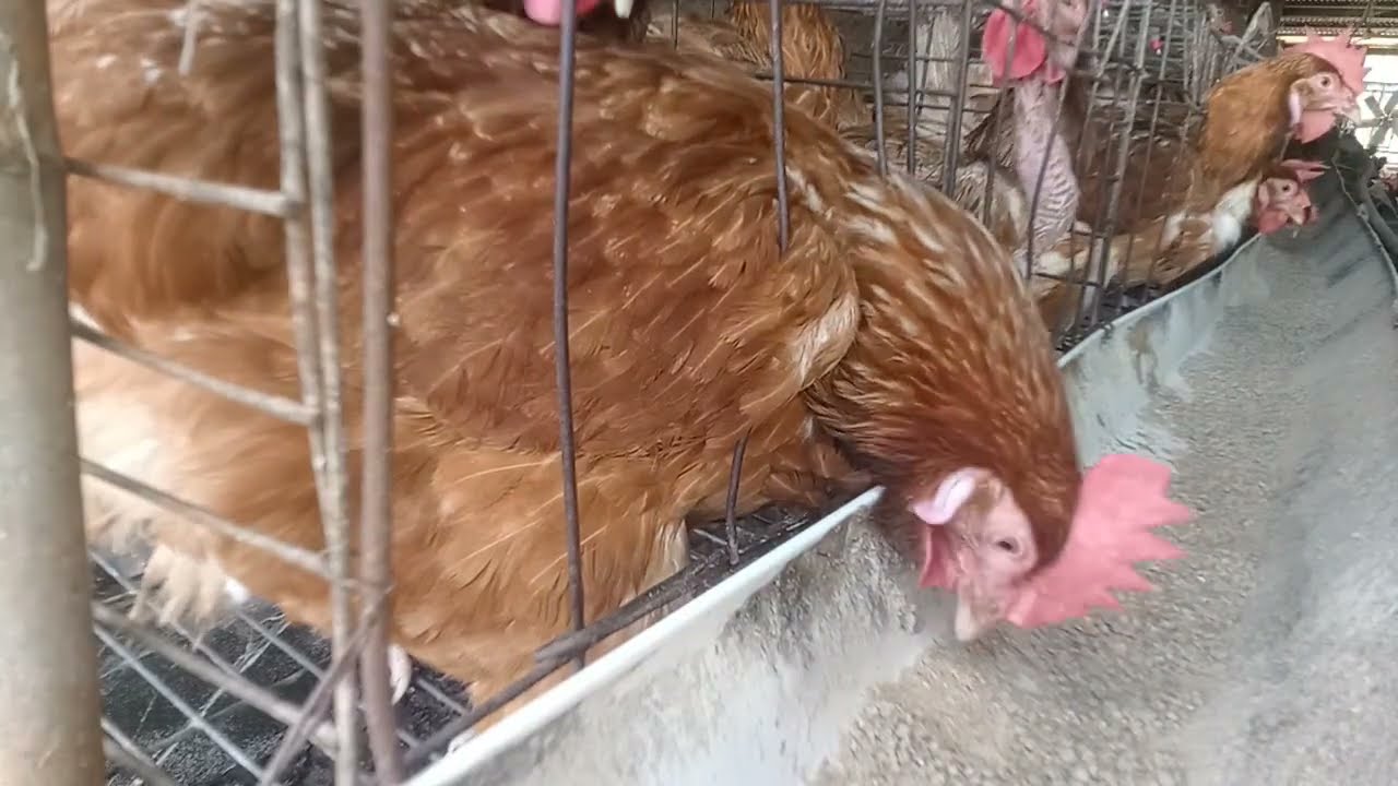 Chickens eat food (268)