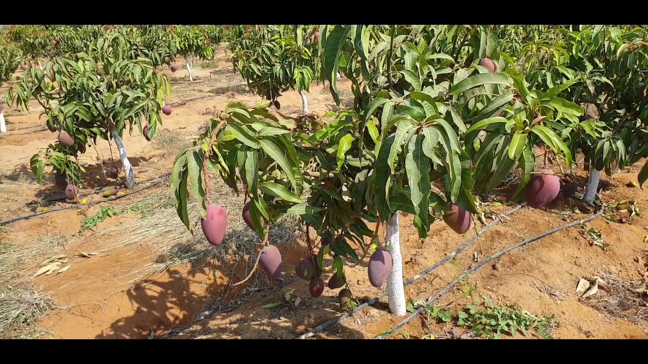 هل صنف مانجو الناعومي فعلاً رابش ؟ | مزرعة عمر ٣ سنوات