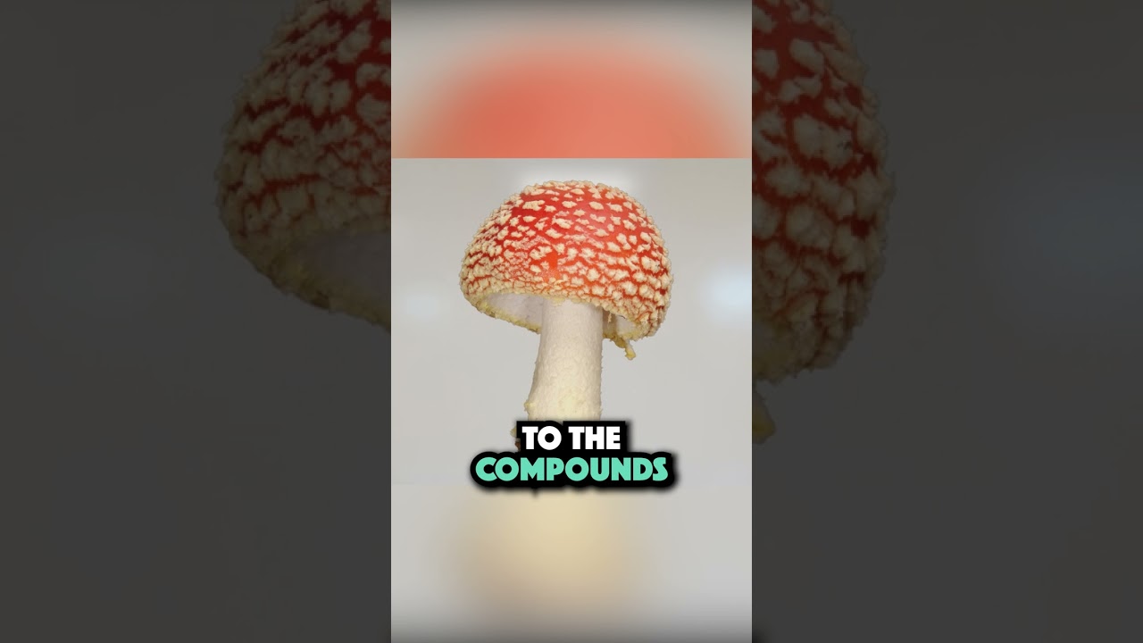 Для чего на самом деле используется Amanita Muscaria (🍄)?
