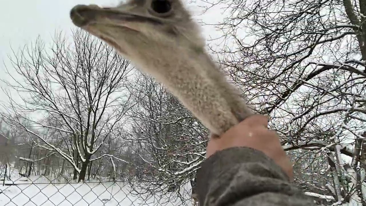 Cum au trecut strutii in livada mica ,de ger ,la minus 19 grade