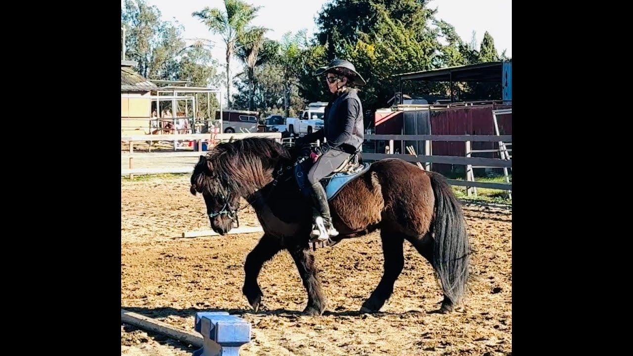 Icelandic Horse - Dealing with Behavior Issues -  Afari - Gaiting - Gaited Horse Training
