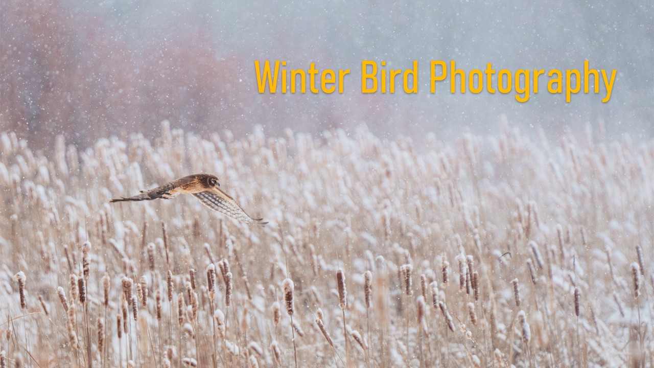 Finding Long-tailed Ducks, Northern Harriers & Screech Owls | Wildlife Photography in the Field