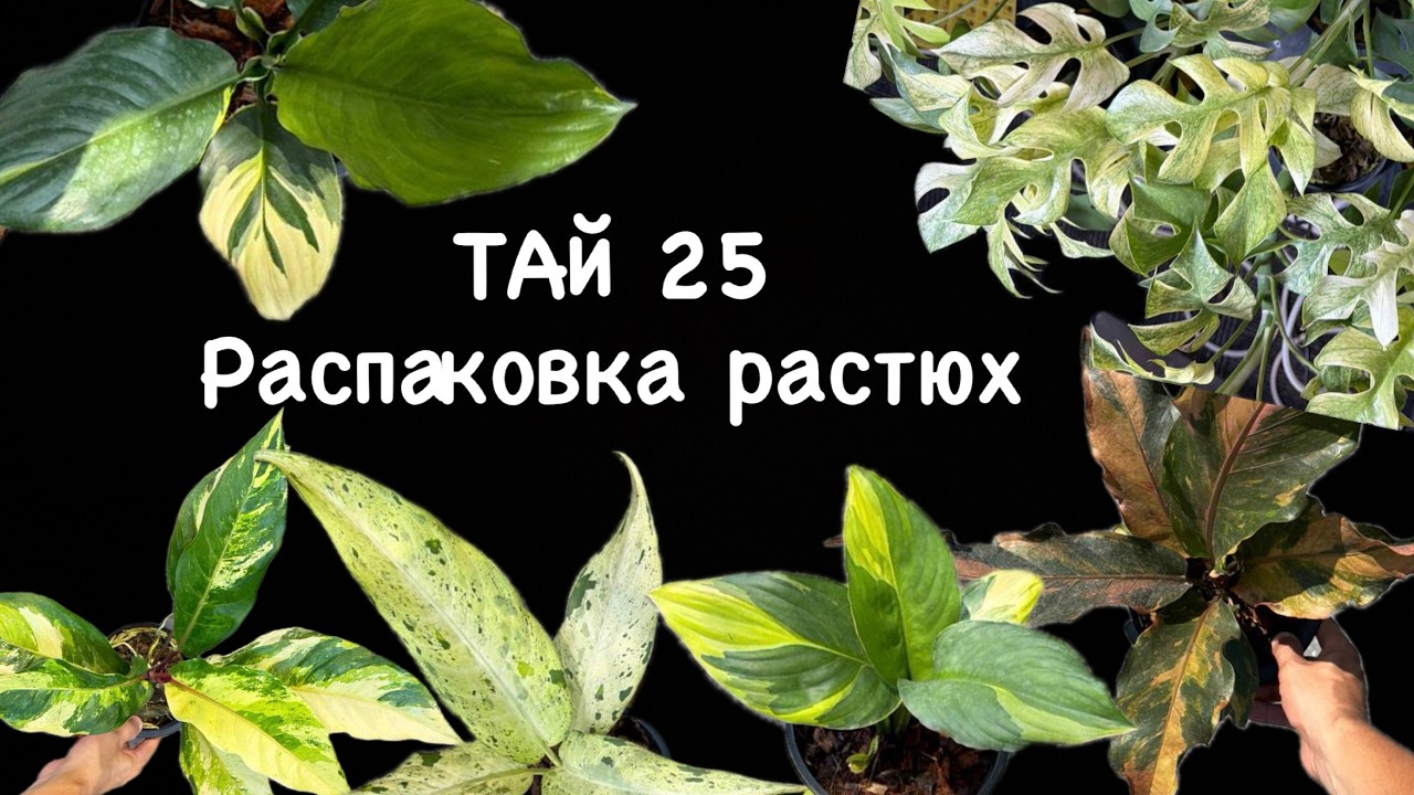 Распаковка растений из Тайланда ТАЙ 25