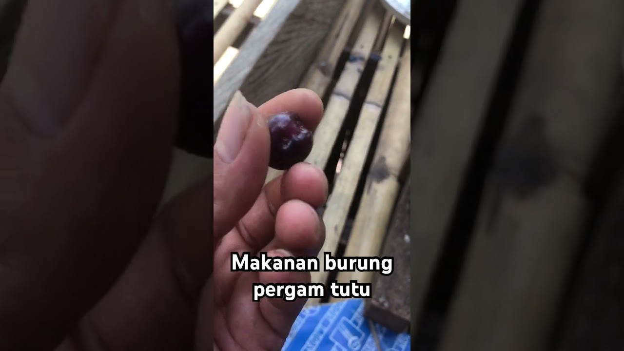 Makanan burung pergam tutu #bird #pergam #pergamtutu