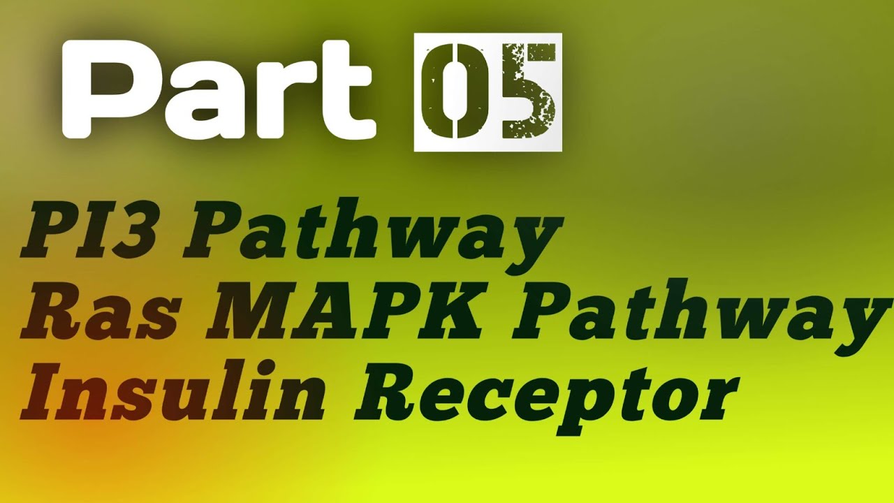 PI3 pathway Insulin receptor   Ras MAPk pathway