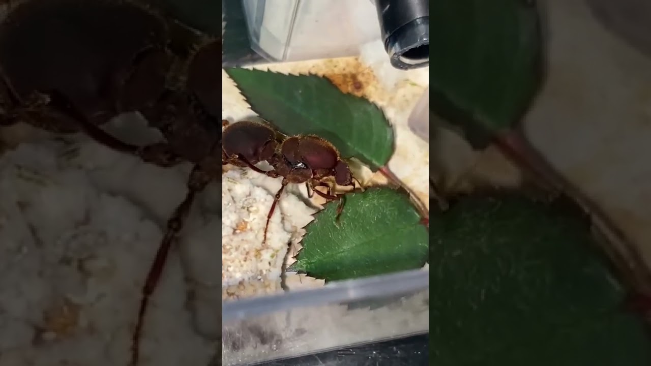 Feeding My GIANT Queen Ant