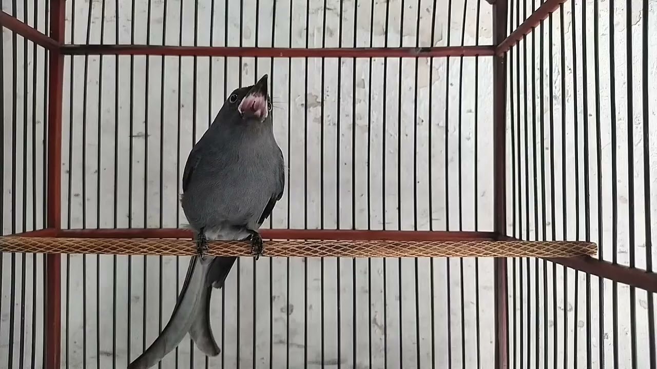 SRIGUNTING GACOR COCOK BUAT MASTERAN BURUNG KESAYANGAN ANDA///