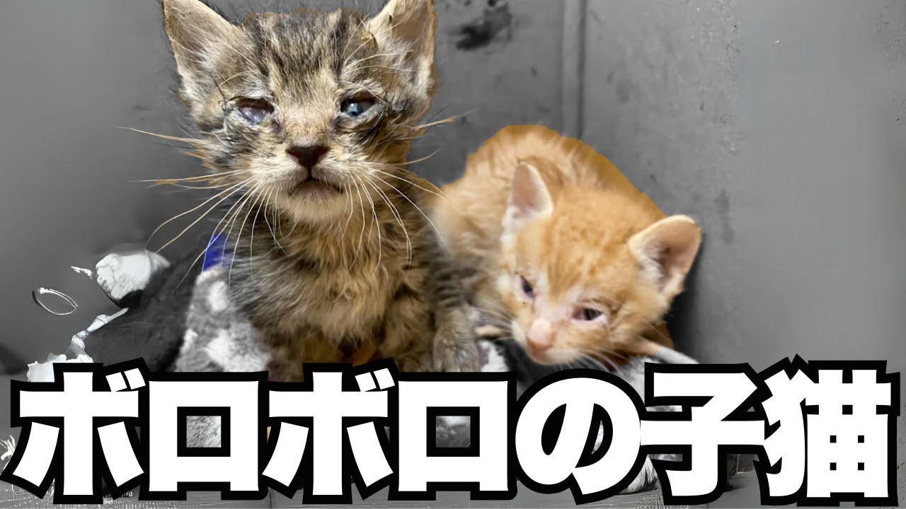 【救出】ボロボロの子猫3匹を緊急保護…生死をさまよう子猫たちを必死にお世話する保護猫活動家に密着取材!!