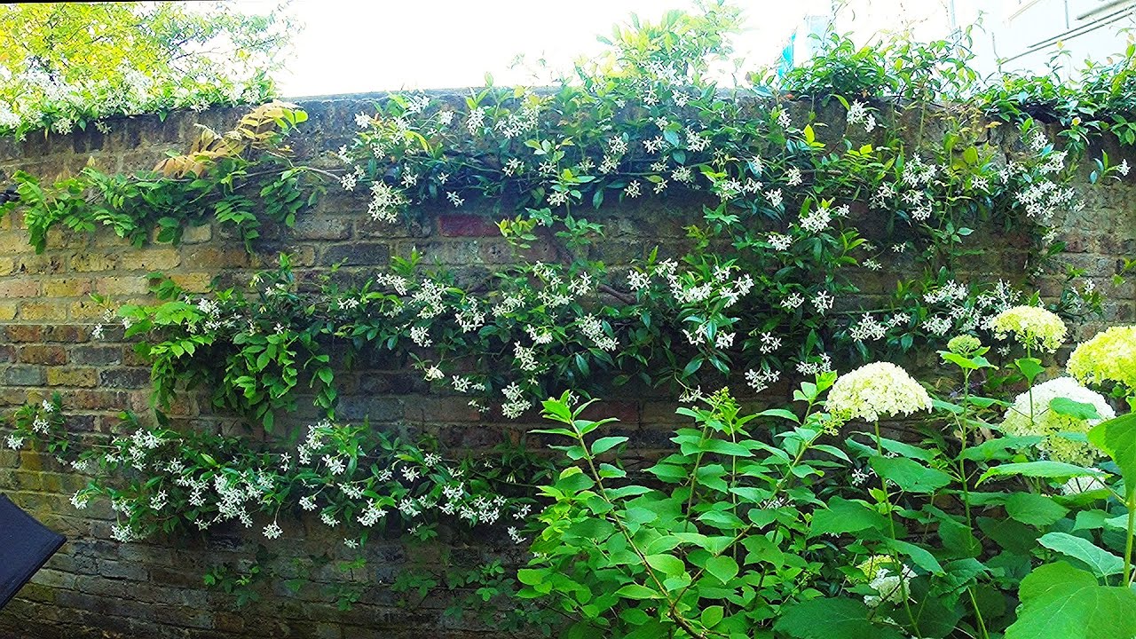 Re-tying espalier of a climbing Rose, a Wisteria and a Trachelospermum to a wired wall