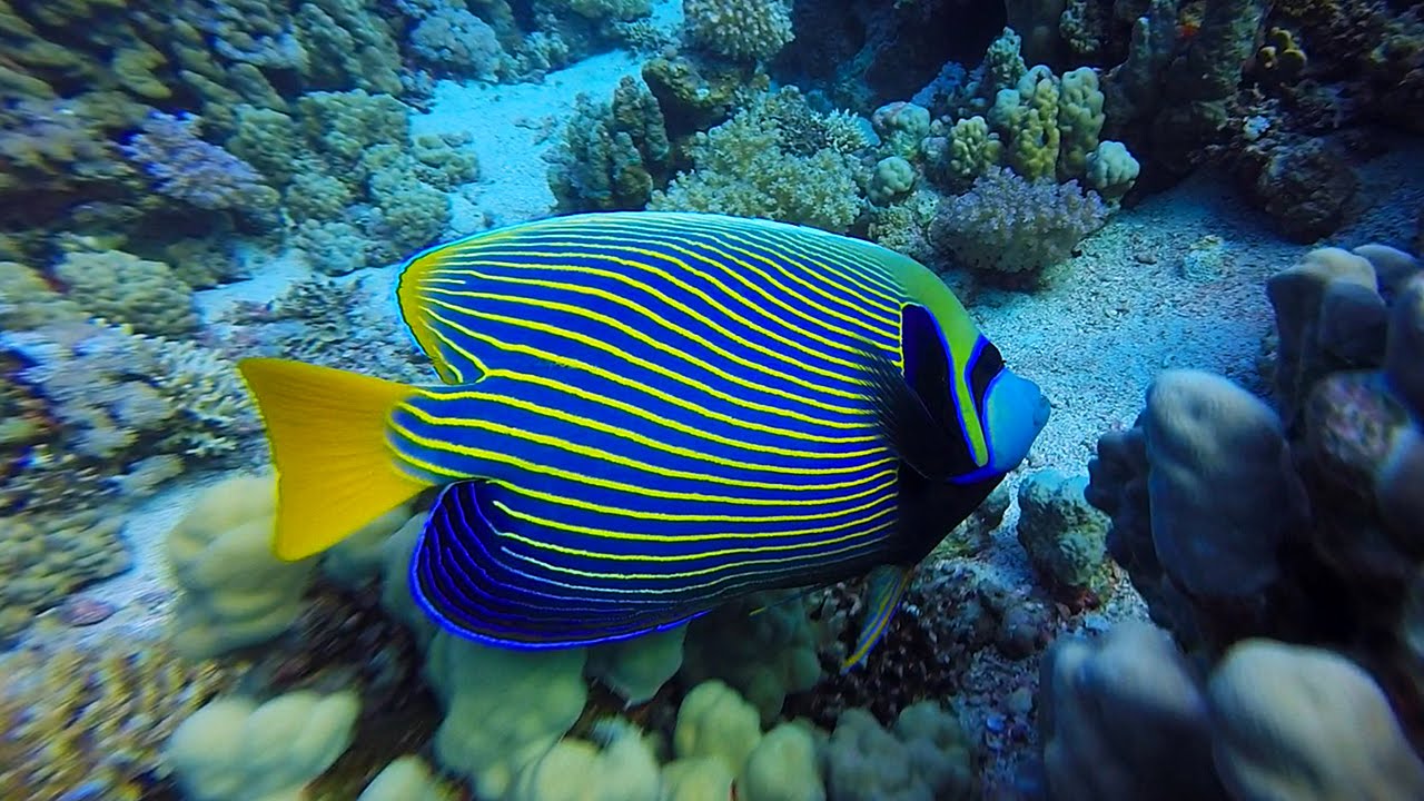 Pomacanthus imperator - Emperor angelfish