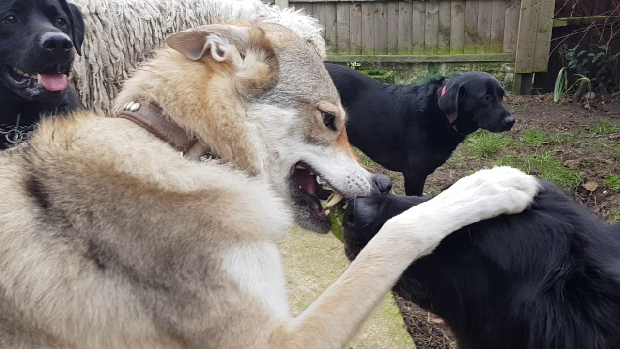 Test of wills between Tala Czechoslovakian Vlcak Wolfdog and her friend a German Shepherd Dog