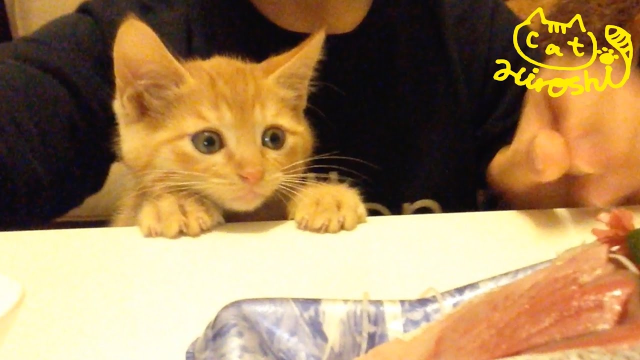 茶トラ子猫「ひろし」ニャ～↑ 容器に手届いたけど離され、ニャ～↓ Cute Cat Hiroshi Reaching for Sashimi