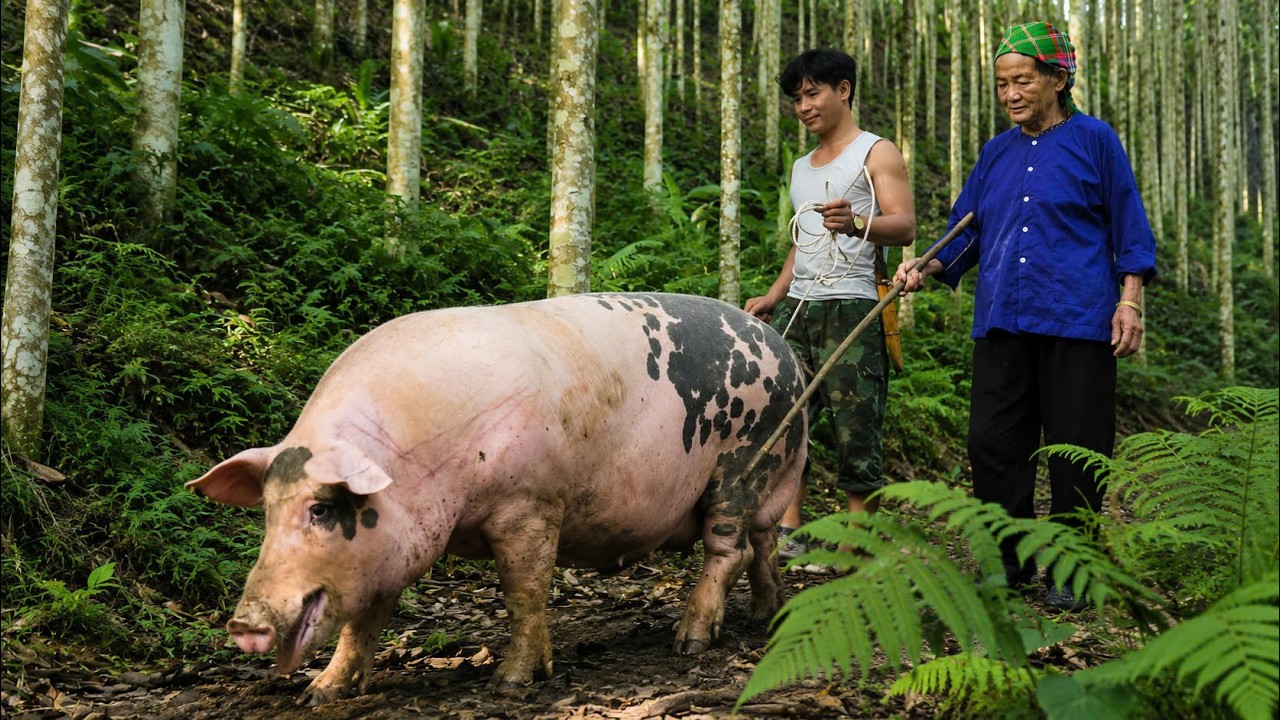 Trieu Khang and Grandma Bring a Giant Pig to Market, Turning Heads Across the Whole Market