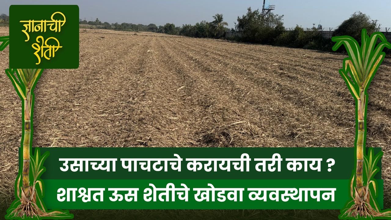 एकदा ऊसाची लागवड केल्यानंतर तो पुन्हा कधीच मोडायचा नाही @ निरंतरपणे खोडवे घेण्याचे तंत्रज्ञान ₹₹₹ 