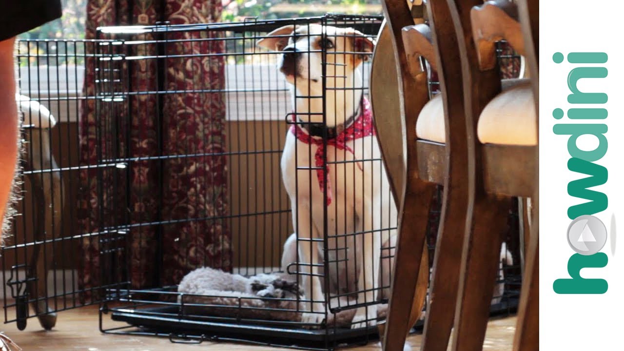 Как приучить щенка к клетке — Crate Training a Puppy