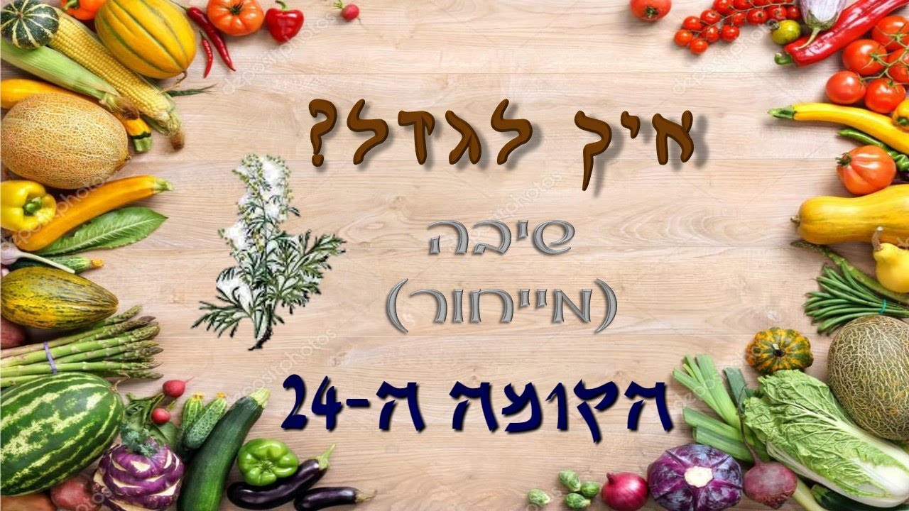איך לגדל שיבה מייחור?