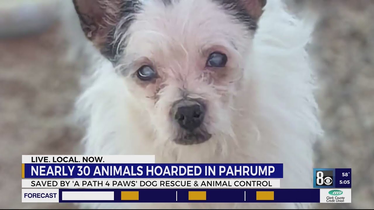Nearly 30 animals rescued following hoarding case in Pahrump