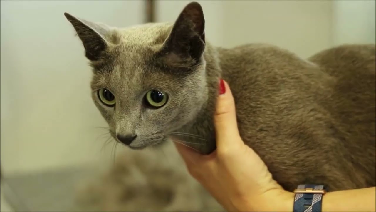 Chat Bleu Russe chatons prix photo vid&eacute;o. Le Chatalogue ! Toilettage pour chat, griffoir pour chat.