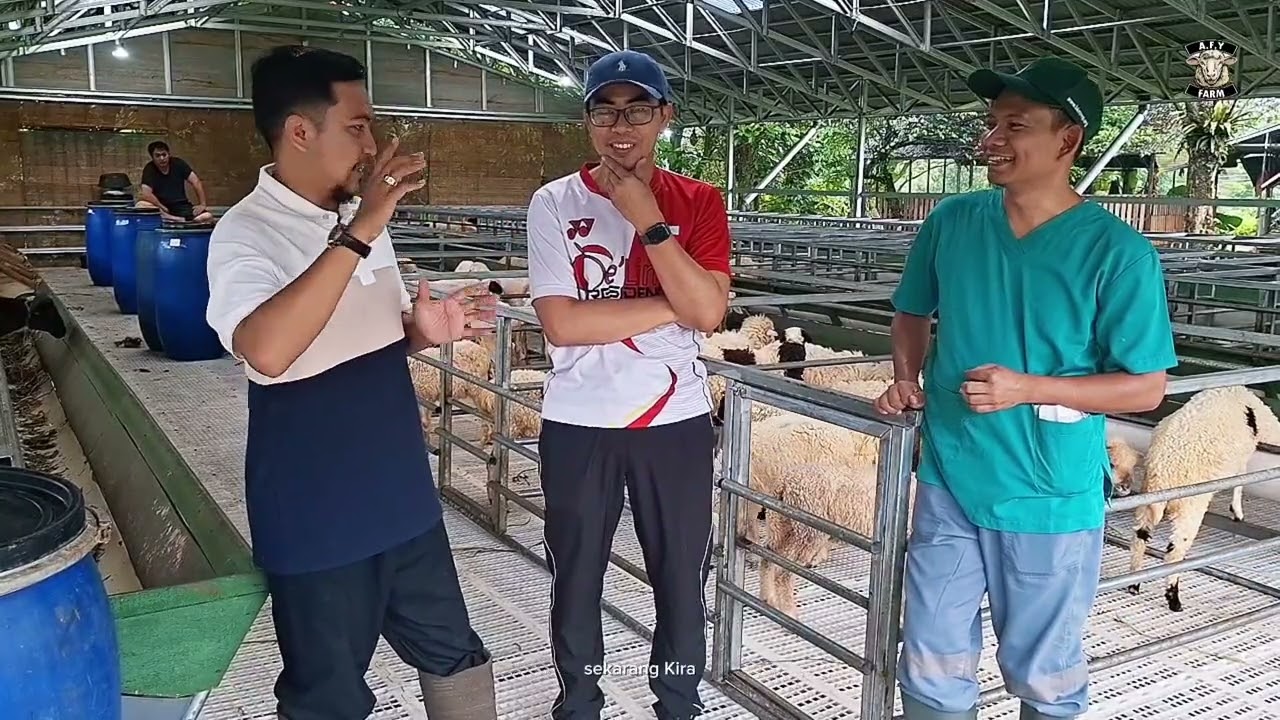 DOMBA PREMIUM 