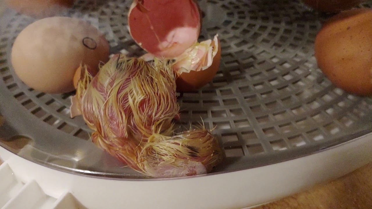 First chick hatched in incubator. 3/19/20