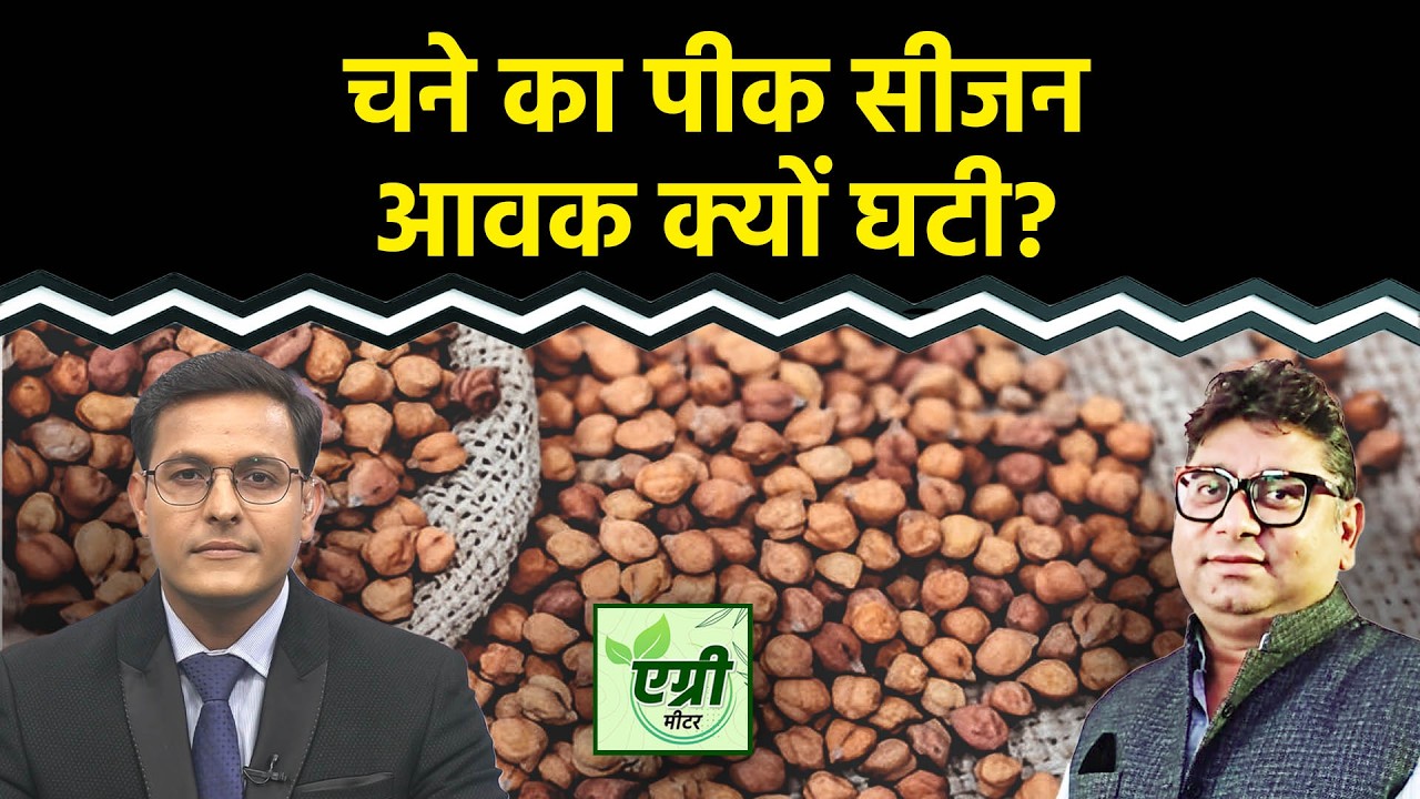 Agri Commodity : शॉर्ट टर्म में कैसा रहेगा चने का भाव? Commodity Market | NCDEX