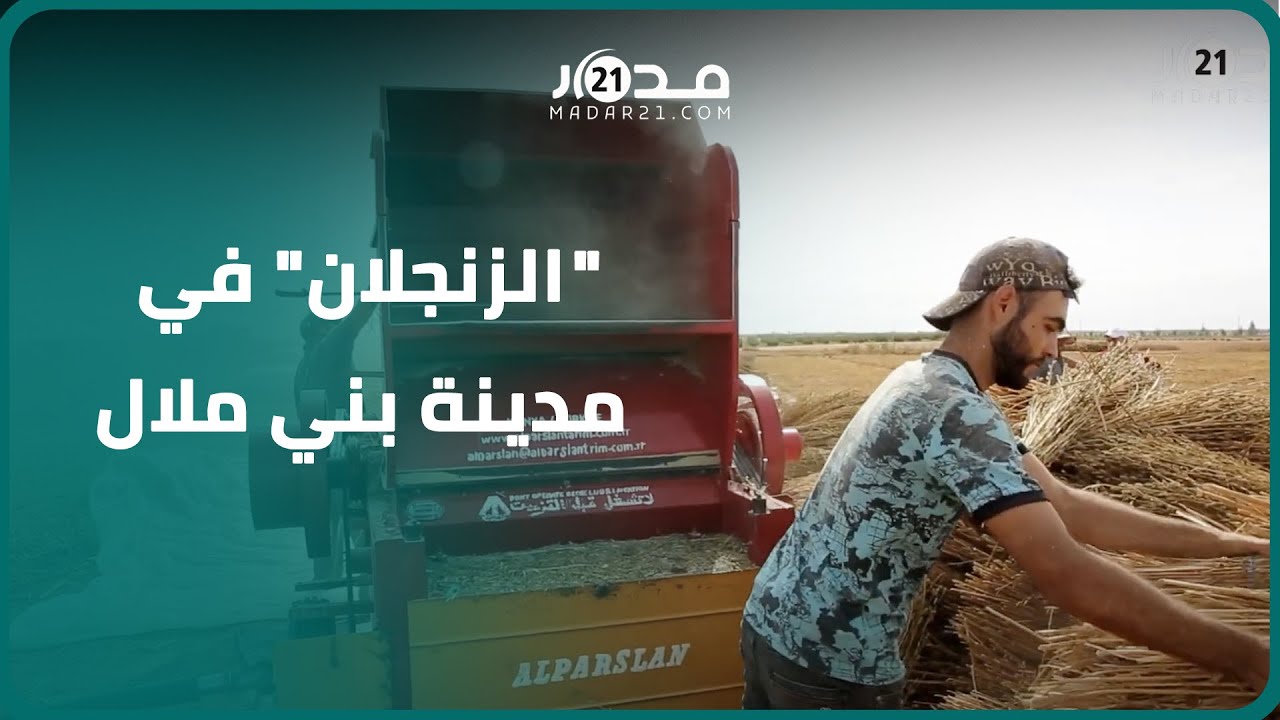 مدار21 تواكب حصاد السمسم 