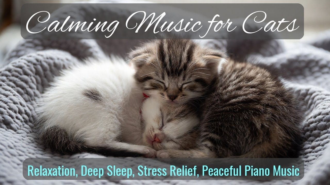 LIVE 😴 Calm Chill Beats for Cat Relaxation 🐱 | Season 32