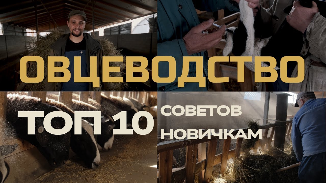 10 вещей, которые нужно знать перед тем, как завести овец
