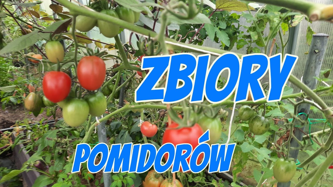 ZBIERAMY POMIDORY 🌱 CO JESZCZE ROŚNIE W OGRODZIE. 