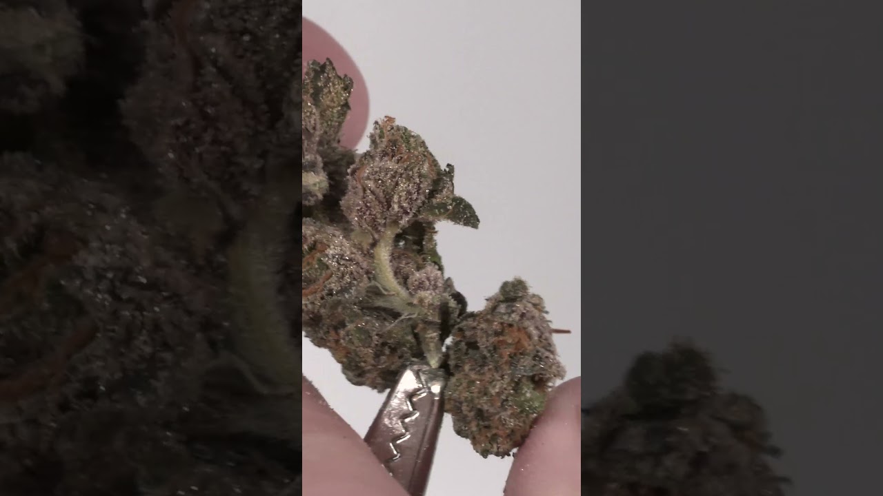 Notorious THC🎤Hits All the Right Notes | Minnesota Medical Marijuana Review | Rise &Shine SHORT
