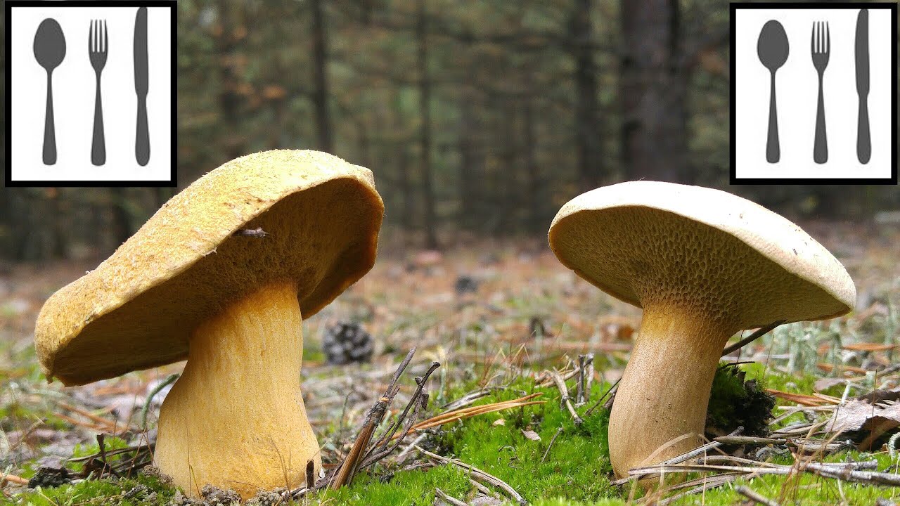 Porównanie: Maślak pstry (Suillus variegatus) vs. Maślak sitarz (Suillus bovinus)