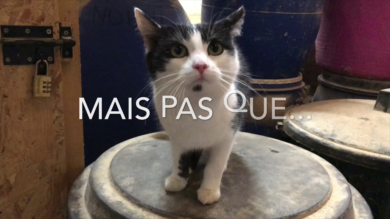 Hippologie au lyc&eacute;e Agrotec
