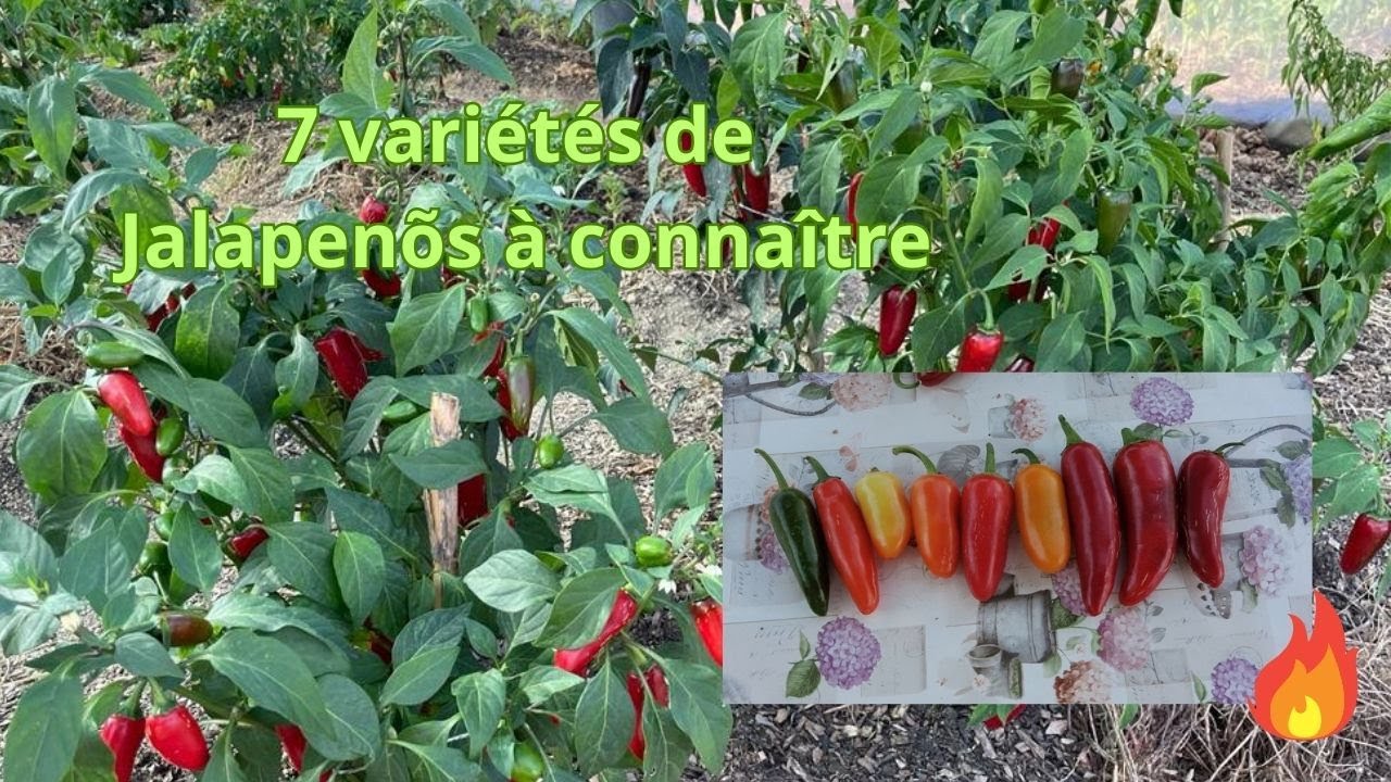 7 Variétés de Jalapeños à connaître