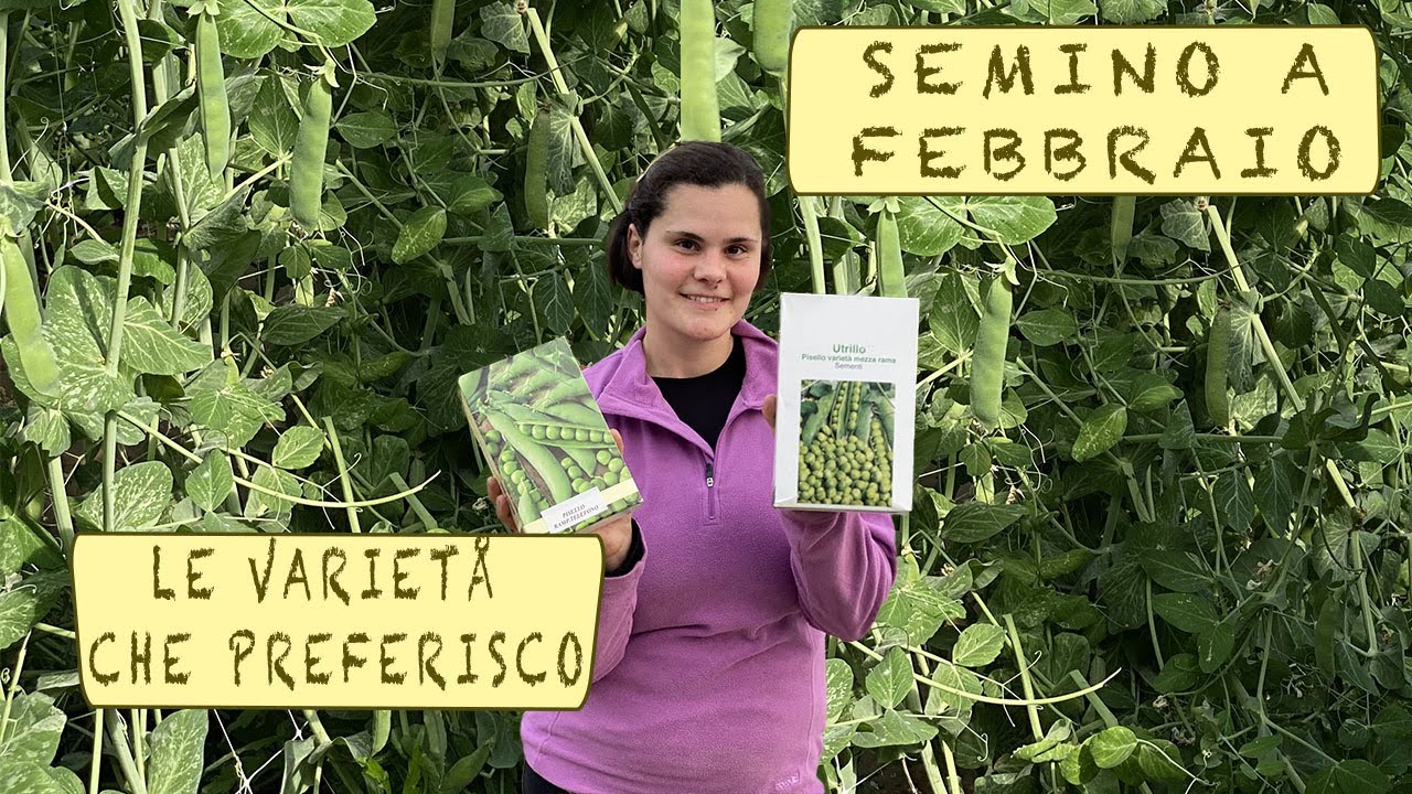 SEMINA PISELLI a febbraio - le varietà che preferisco!