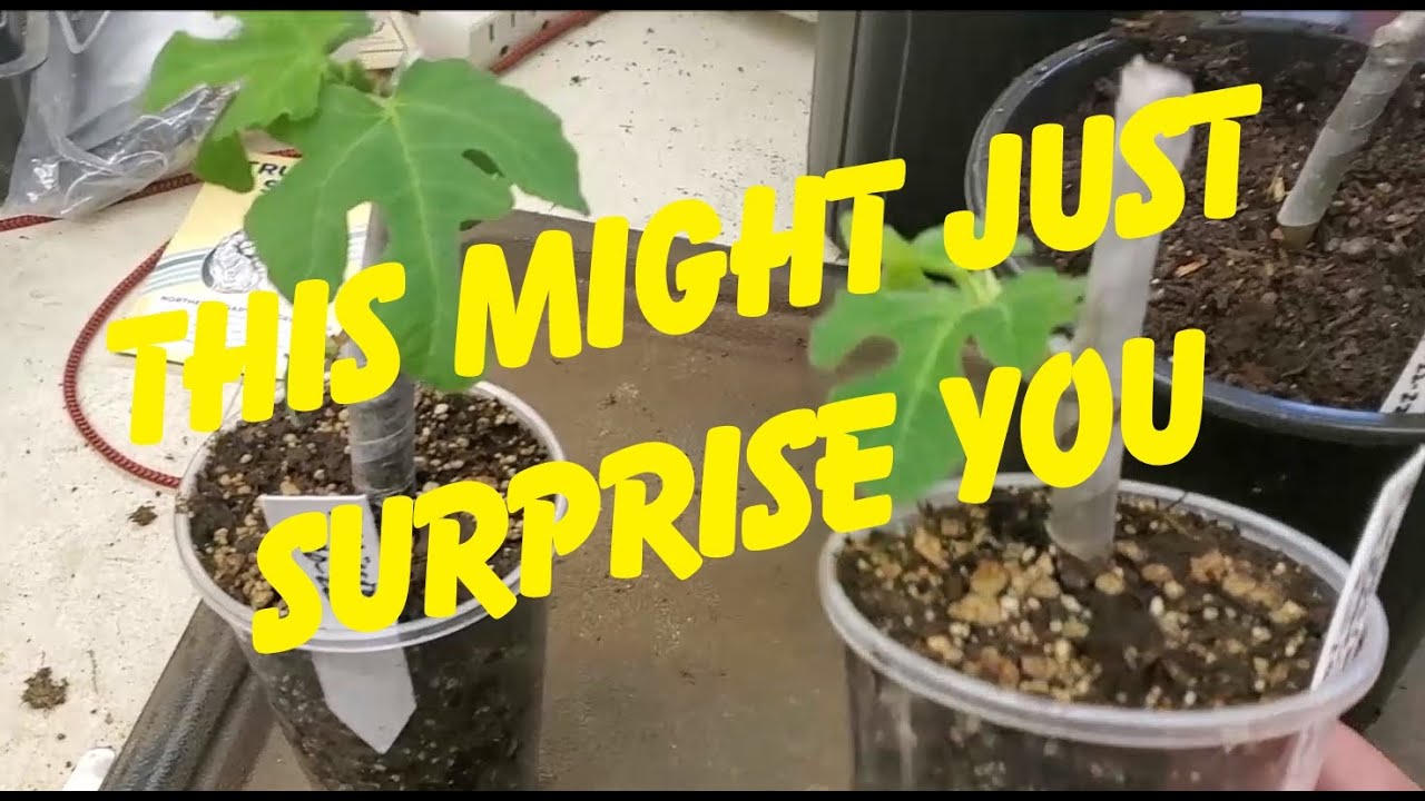 The Best Method For Rooting Fig Cuttings