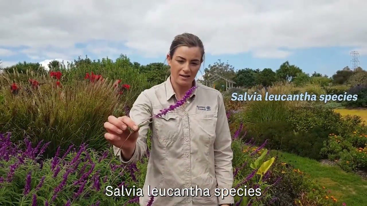 #Plantloverschallenge 2022: Salvia leucantha