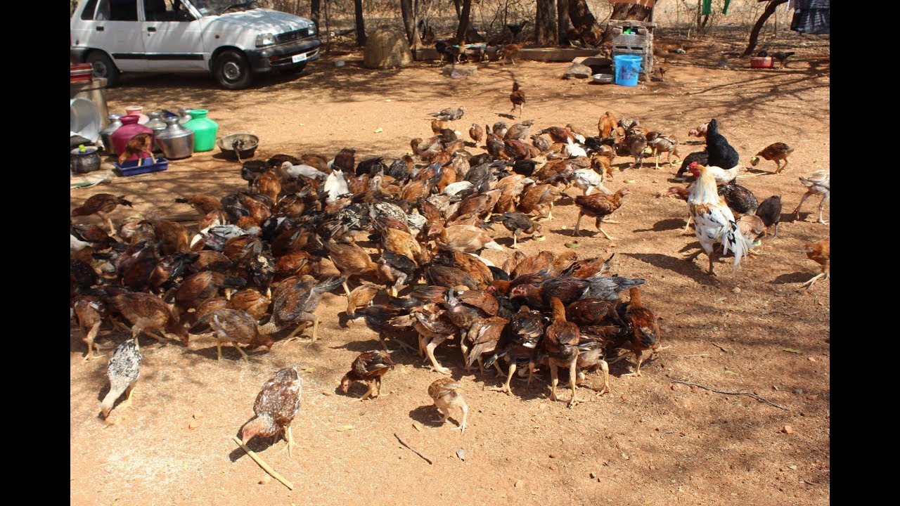 கோழி குஞ்சு விலை ரூ 45, உயிர் எடை ரூ 350 /VNM FARMS
