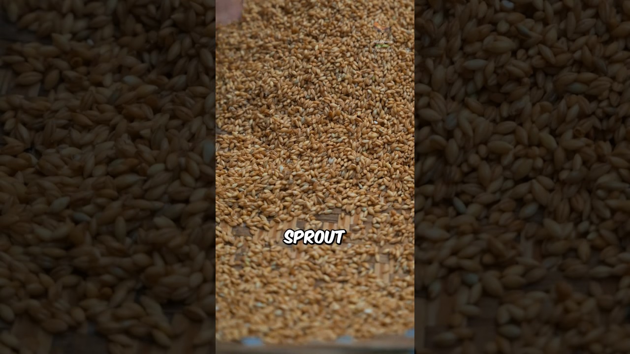 How to Brew Traditional Beer at Home