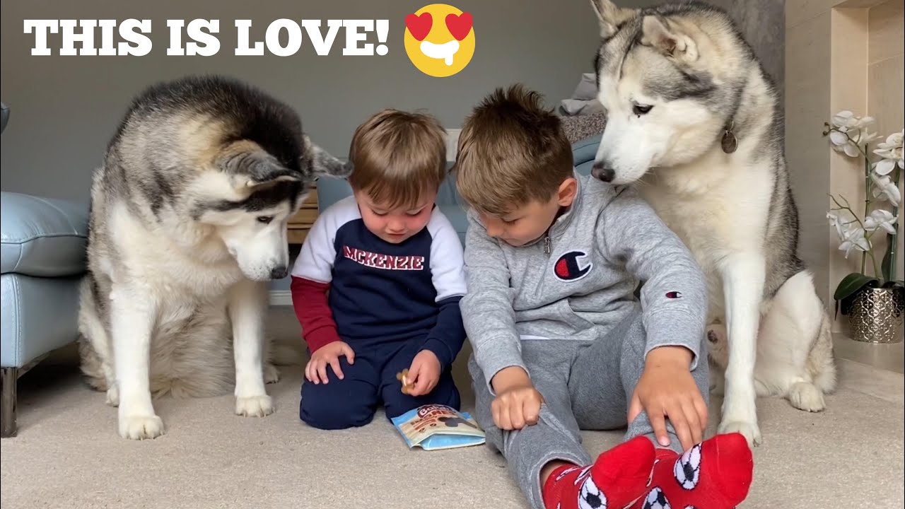 The Best Thing To Stop Baby Crying Is Bringing In The Huskies! [TRY NOT TO SMILE]
