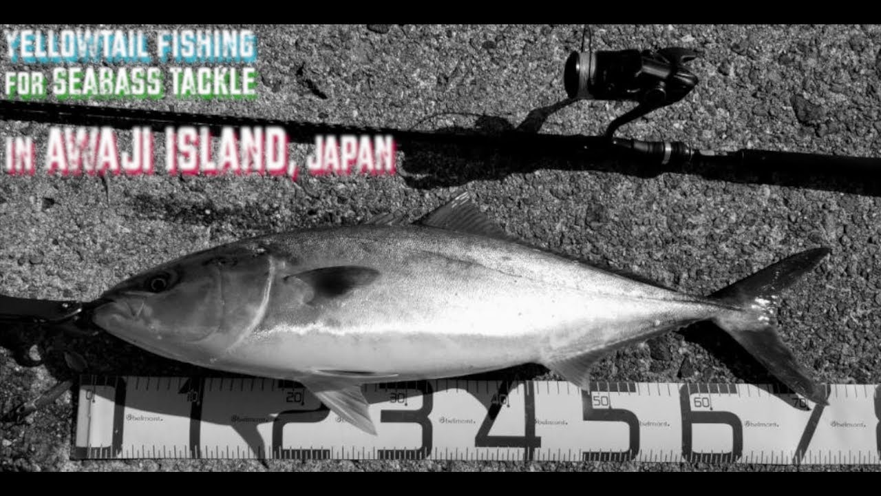 【FISHING#6】淡路島　青物７０cmUP シーバスタックル　波止釣り　ルアー　テトラポッド　ゴープロ