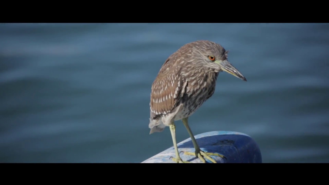 Reel medio ambiente Tamboura