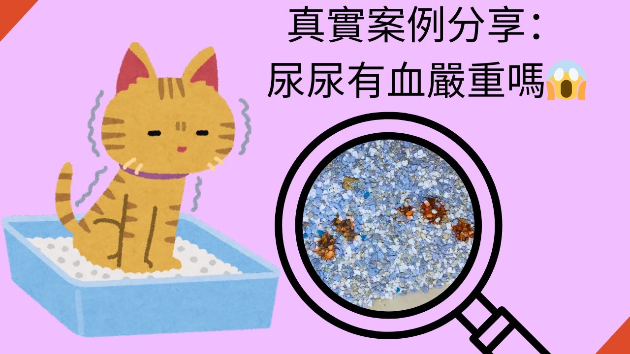 寵物尿尿異常怎麼辦～真實案例分享
