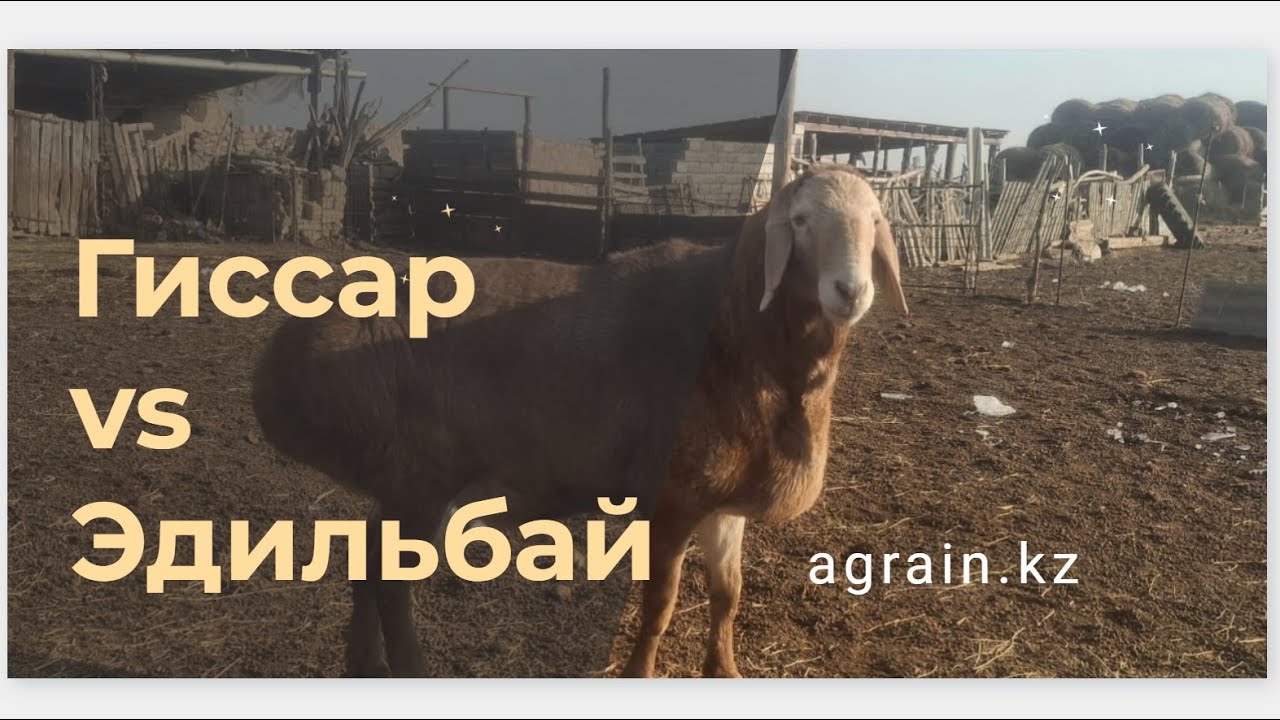 Гиссар vs Эдильбай: какая порода овец лучше?