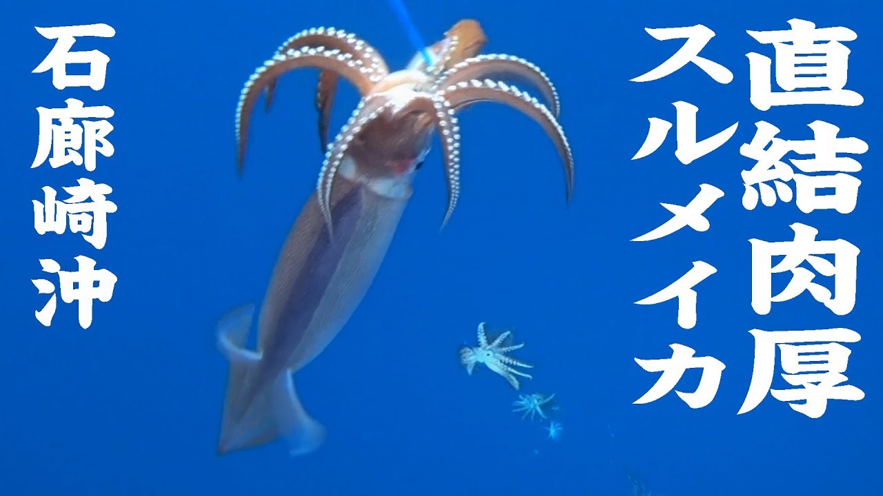 【とび島丸】スルメイカ釣り　石廊崎沖