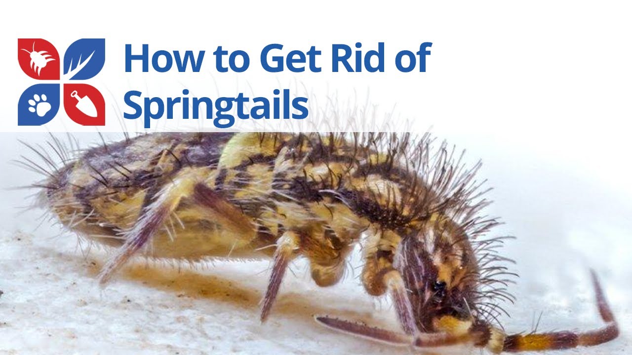 Springtails Treatment | DoMyOwn.com