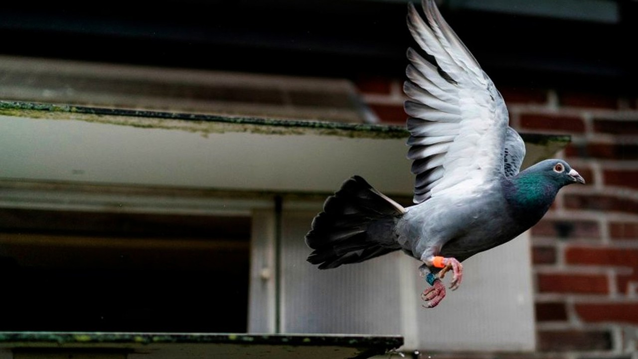 শখের কবুতর ছুটে গেছে || Barishal Voice || Kalam Khan 's New Video about Pigeons