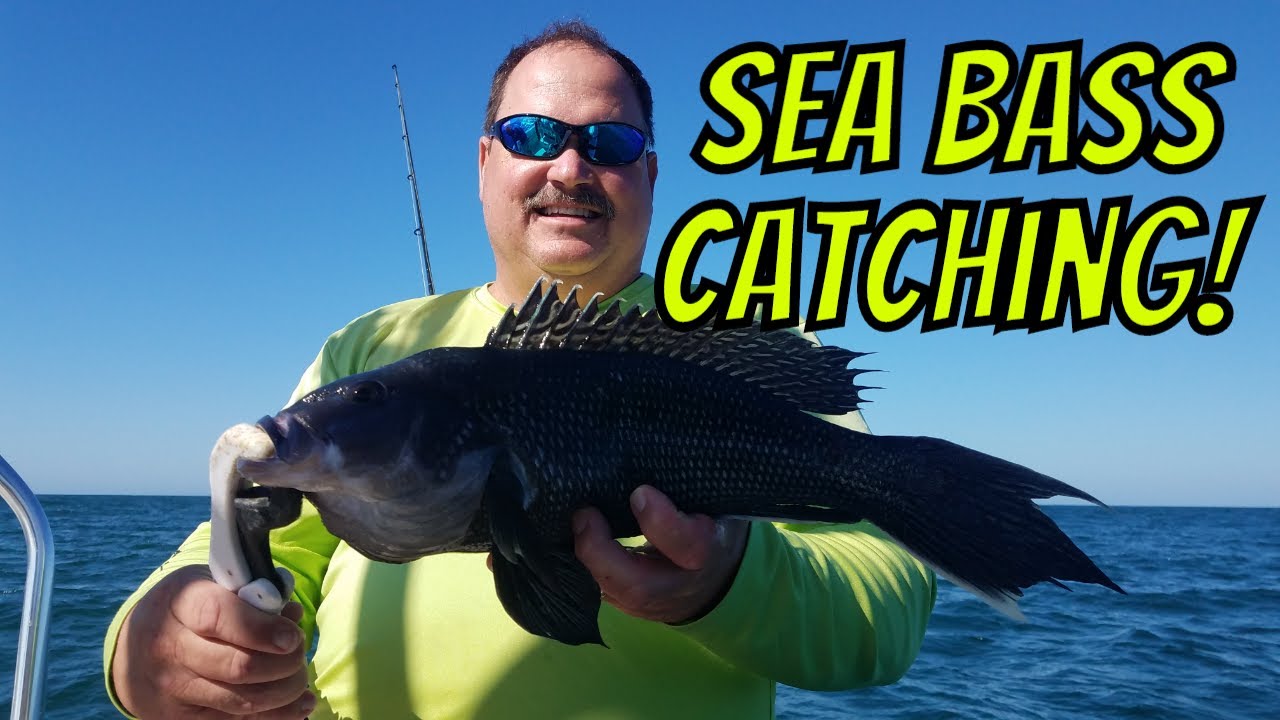 Black Sea Bass KILLER TRIP