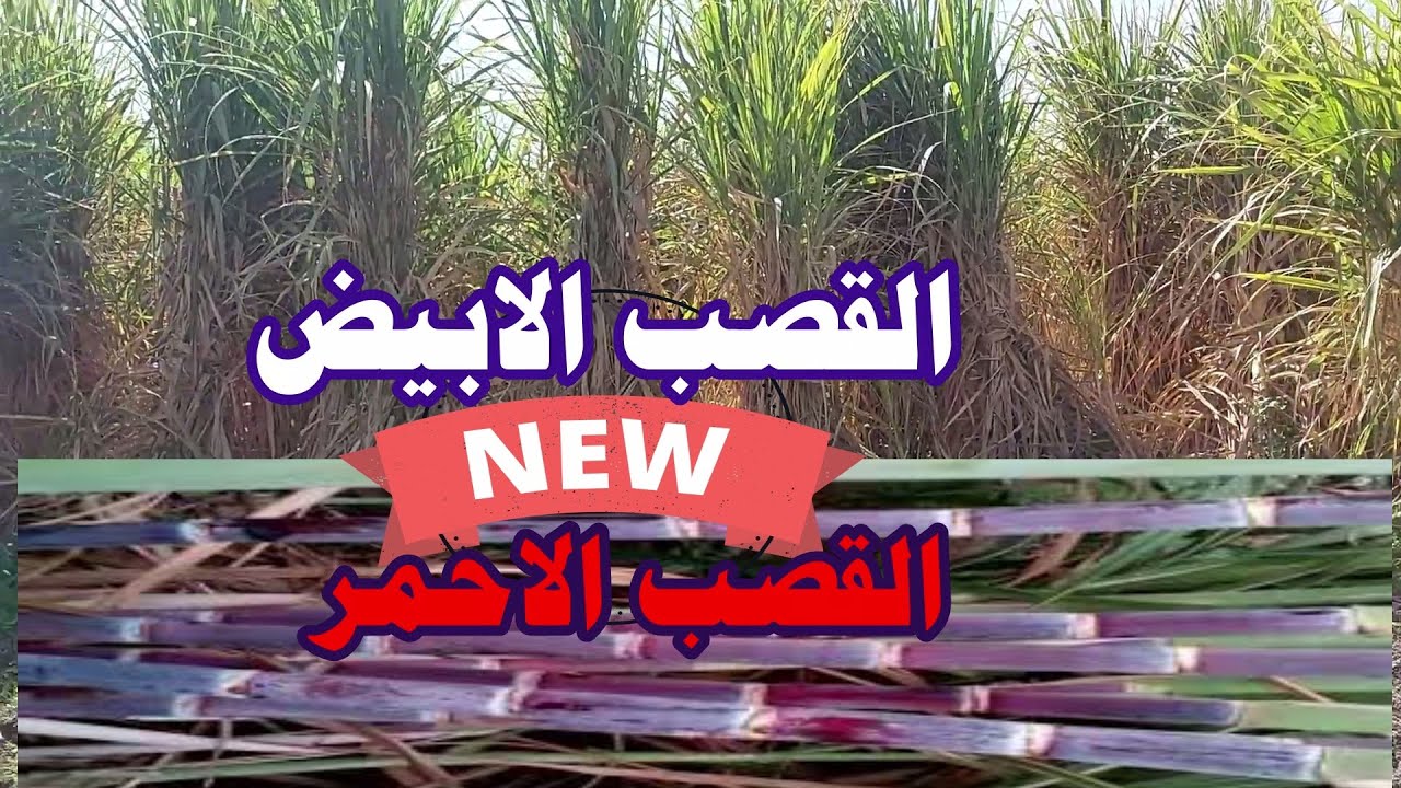الفرق بين القصب الابيض والاحمر☝ وانتاج السكر ☝